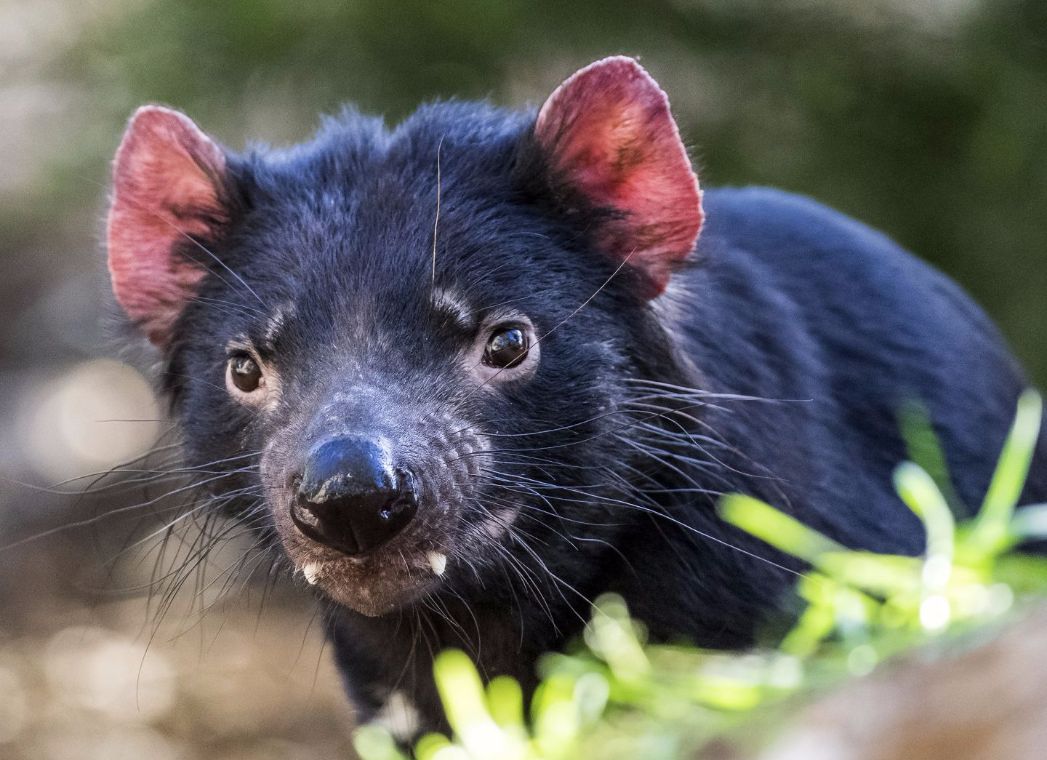 塔斯马尼亚恶魔tasmanian devil