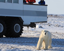 禮讚加拿大-鮭魚迴游x邱吉爾鎮北極熊