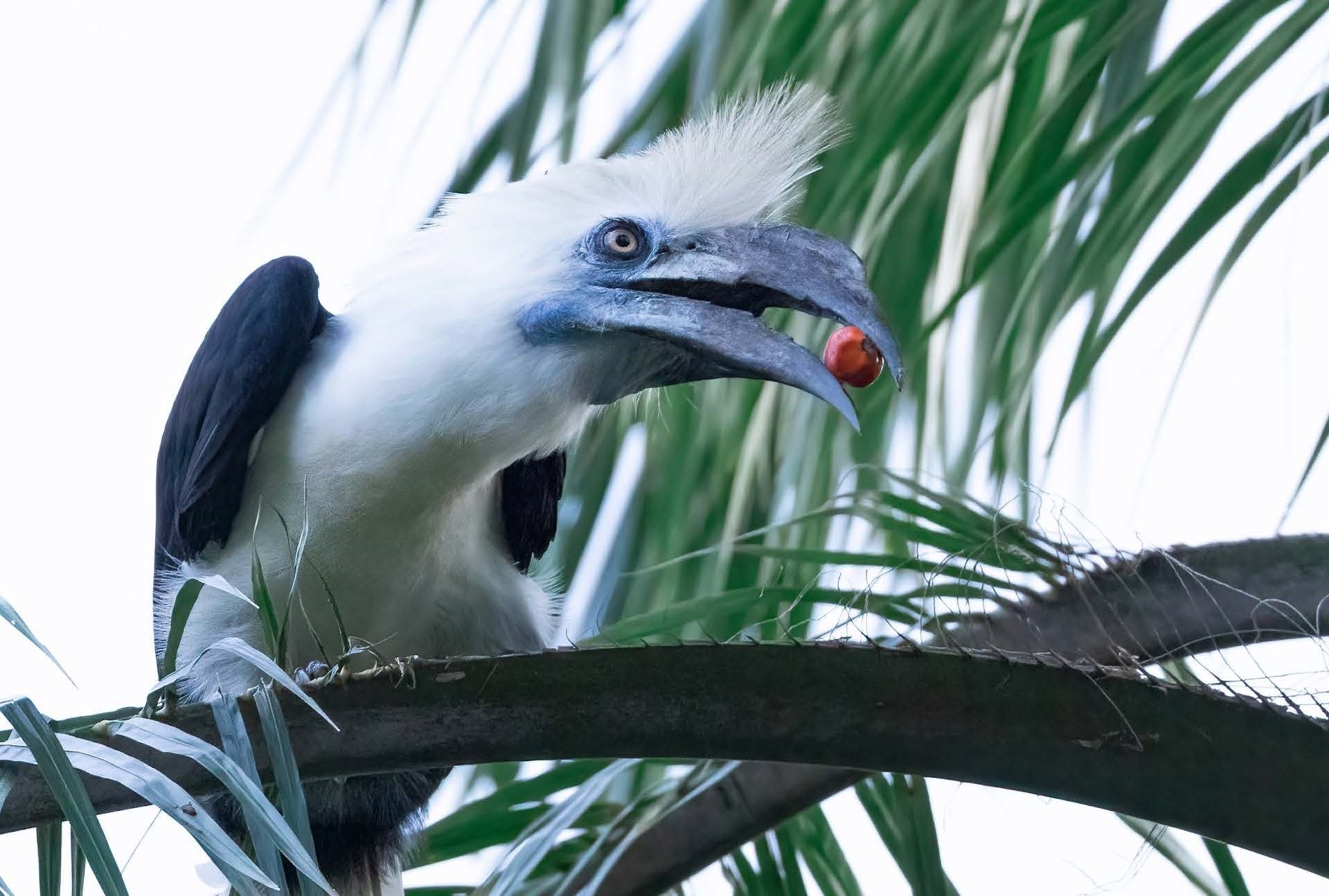 婆羅洲綠色心跳：沙巴樹梢步道、京河生態、塔賓雨林鳥趣8日
