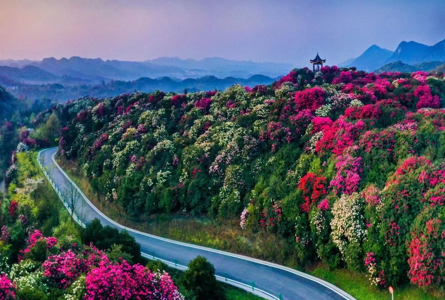 晴友讀中：輕鬆遊~貴州.畢節百里杜鵑11日