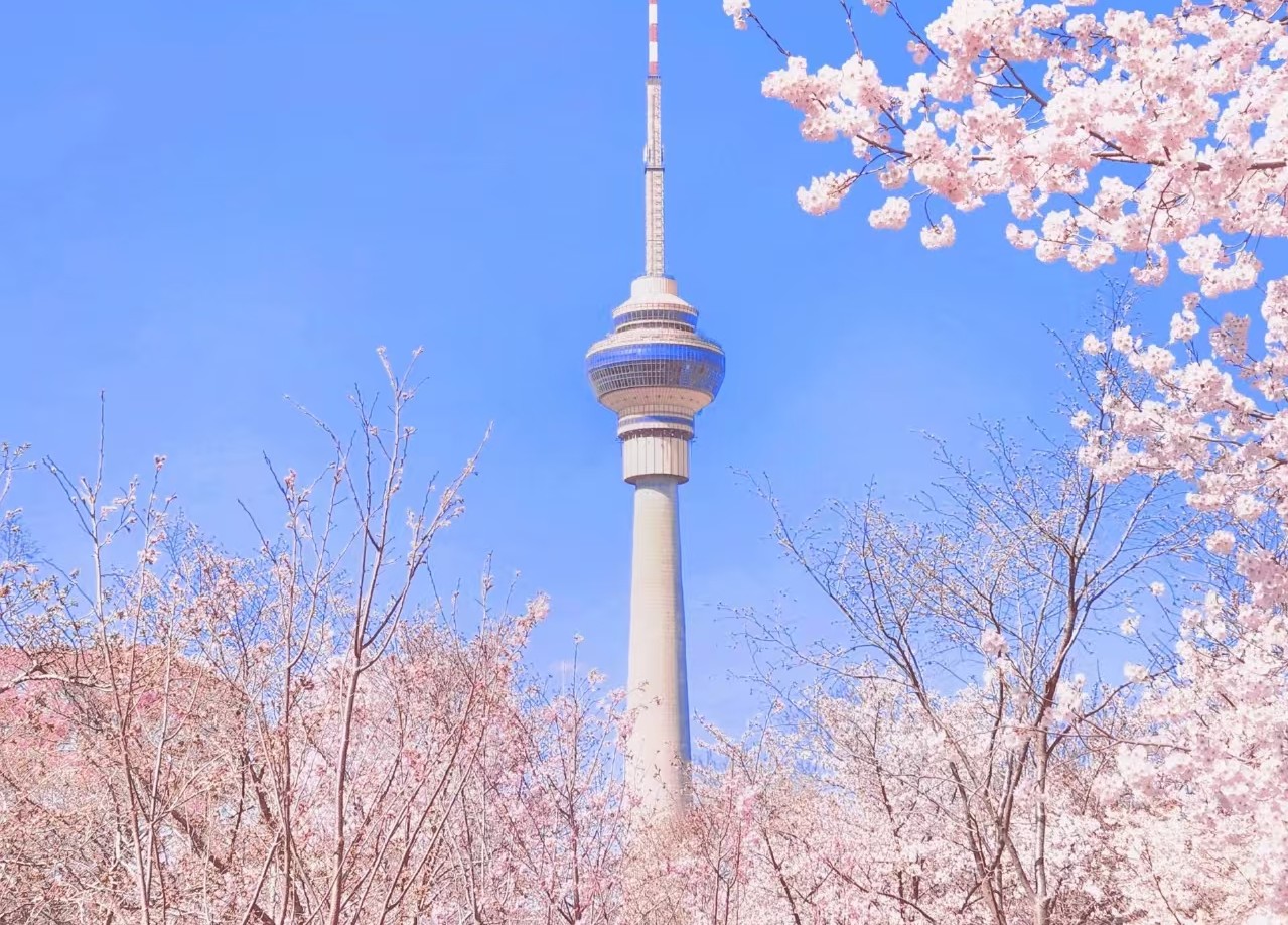 晴友讀中：北京．承德．天津．秦皇島~玉淵潭賞櫻10日